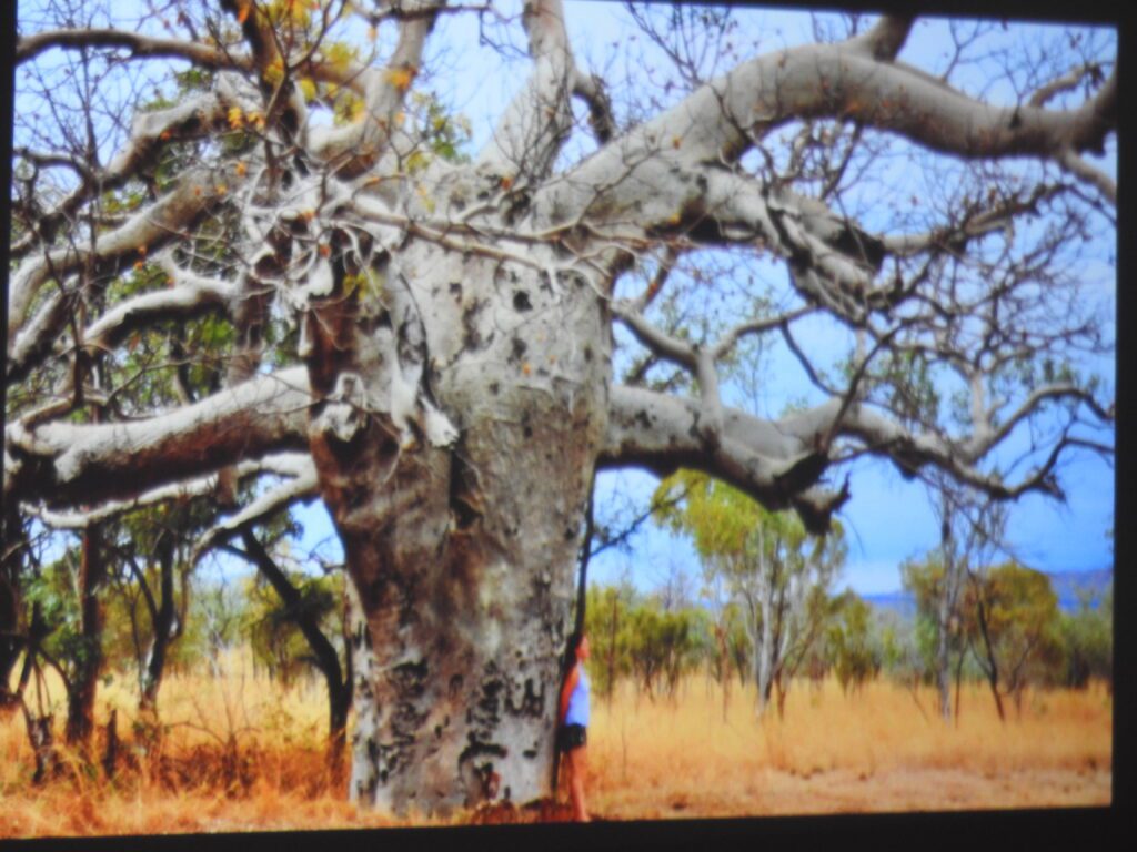 Zdjęcie autorstwa Michaliny Kupper. Baobab.