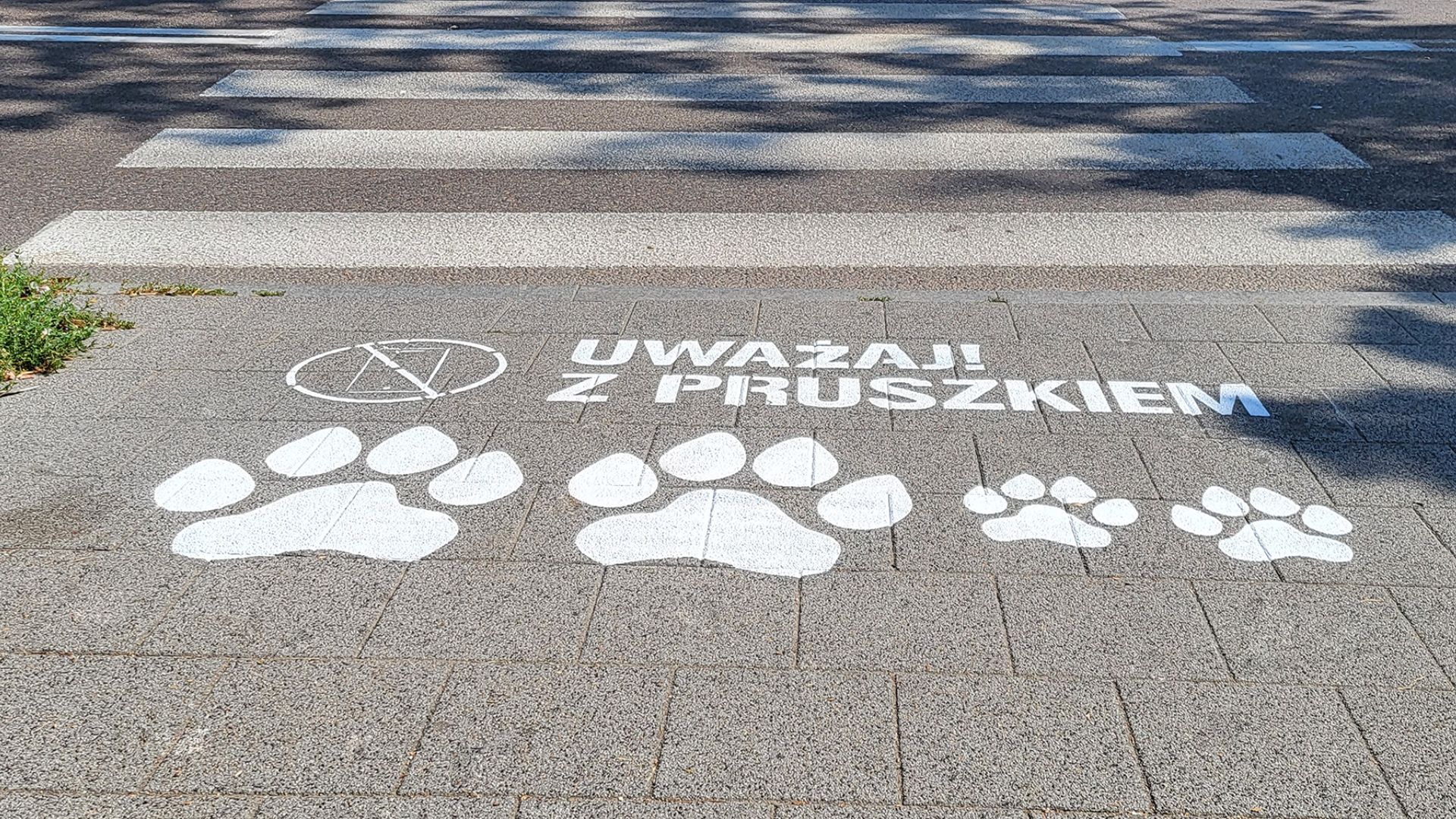 Przejście dla pieszych przez ulicę. Przed przejściem namalowane 4 białe łapki, napis Uważaj z Pruszkiem. Obok przekreślony symbol telefonu komórkowego.